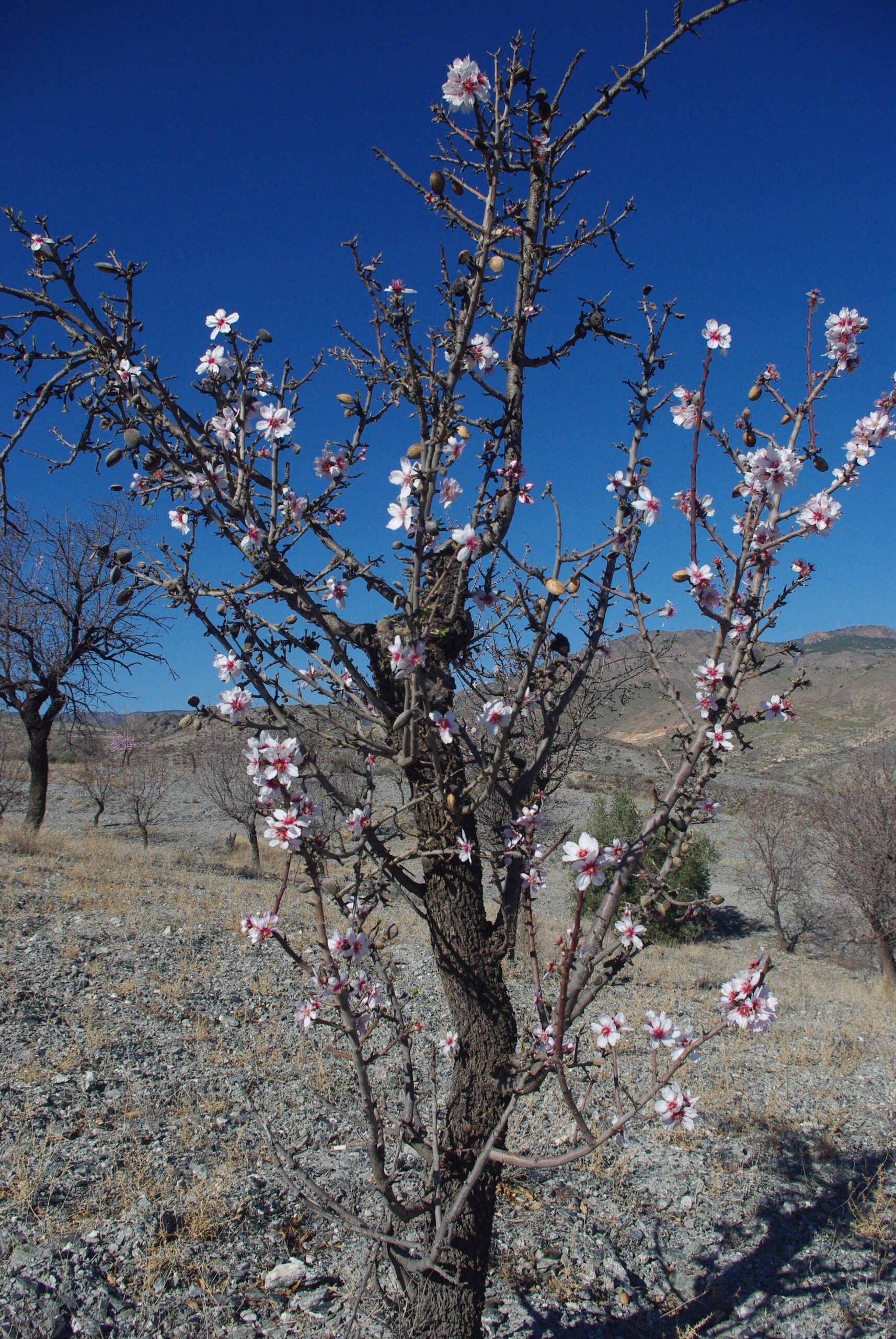 Almond tree